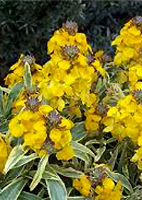 Erysimum 'Fragrant Star'